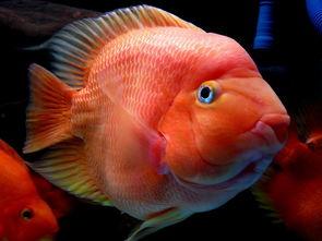 最大的鹦鹉鱼视频,揭秘最大鹦鹉鱼的震撼瞬间