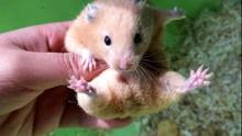 仓鼠生活视频