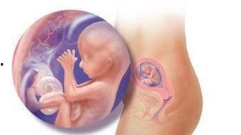 如何怀孕的过程视频,从受精到分娩的神奇旅程